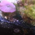 side_front_burrow_