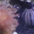 Randall_Pistol