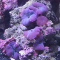burple_shrooms