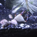 ric_crab