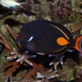 Achilles  Tang