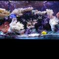 My 150 Reef
