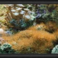 Brown Polyps