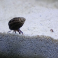 Blue Leg Hermit