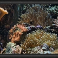 Omard's Reef - June 2007