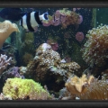 Omard's Reef - June 2007