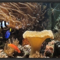 Omard's Reef - June 2007