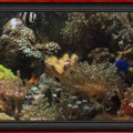 Omard's Reef - June 2007
