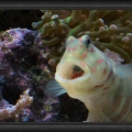 Omard's Reef - June 2007