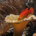 Omard's Reef - June 2007