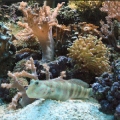 Omar's Reef - June 2007