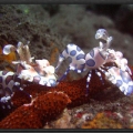 Omar's Reef - June 2007