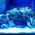 my 75 gallon reef on its way