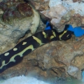 he's laying on the rock stareing at something....