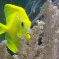 Omar's Reef - June 2007