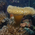 Omar's Reef - June 2007