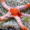 3reef_Medium_