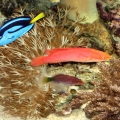 Omard's Reef - June 2007
