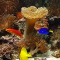 Omard's Reef - June 2007