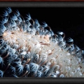 Sea Pen