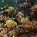 Omard's Reef - June 2007
