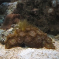 Omard's Reef - June 2007