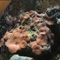 Omard's Reef - June 2007