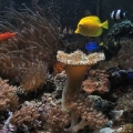 Omard's Reef - June 2007