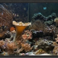Omard's Reef - June 2007