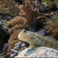 OmarD's Reef - Mr. Shrimp Goby