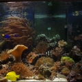 OmarD's Reef - June 2007