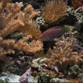 OmarD's Reef - Sixline Wrasse ("Whizzer")