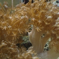 Omard's Reef - Xenia