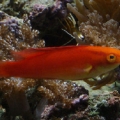 Omard's Reef - Hawiaan Flame Wrasse ("Flash")