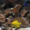 Omard's Reef - June 2007