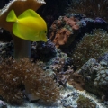Omard's Reef - June 2007