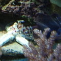 Harlequin w/Dinner