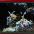 Harlequin Pair