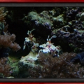 Harlequin Pair