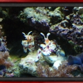 Harlequin Pair