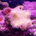 red_shrooms1