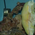 "Hey, I'm in here", said Mr. Clownfish