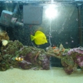 tank pics