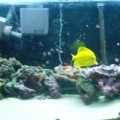 tank pics