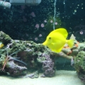 tank pics