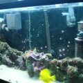 tank pics