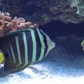 Sailfin