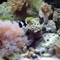 Bloke's 10g Nano