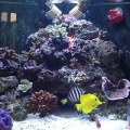 Bloke's 36g Corner SPS