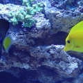 Sailfin & Yellow tang